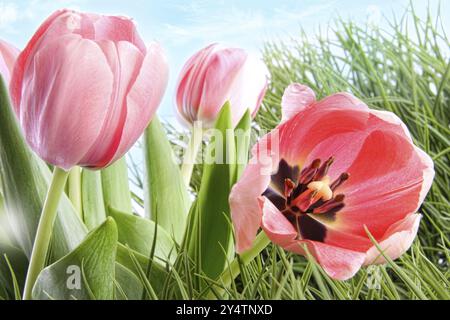 Bunter Frühling Tulpen in hohe Gräser mit blauem Himmel Stockfoto