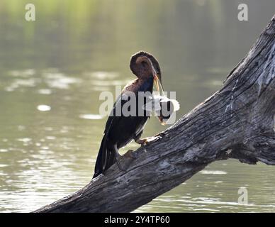 Ein afrikanischer Darter an einem See in Südafrika Stockfoto