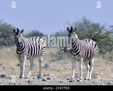 Gemsbok Antilope im Etosha Nationalpark, Namibia, Südafrika, Afrika Stockfoto