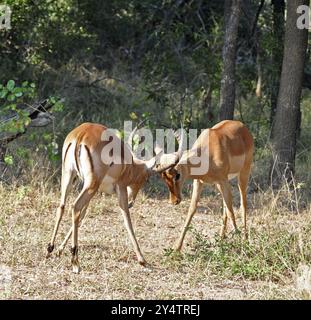 Männliche Impala-Antilope (Aepyceros Melampus) im Kruger Park, Südafrika, Afrika Stockfoto