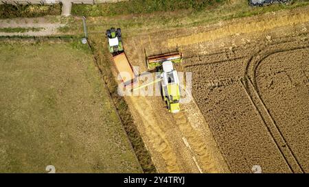 Mähdrescher auf einem Feld während der Getreideernte Stockfoto