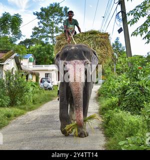 Ein Mann, der auf der Straße in Chitwan, Nepal, Asien reitet Stockfoto