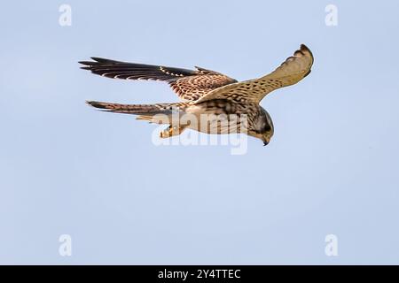 Kestrel, Cley und Salthouse Marshes, Norfolk, Großbritannien Stockfoto