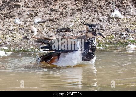 Lapwing, Marsh Farm Country Park, South Woodham Ferrers, Essex, Großbritannien Stockfoto