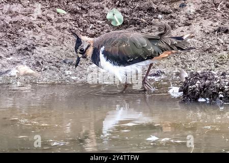 Lapwing, Marsh Farm Country Park, South Woodham Ferrers, Essex, Großbritannien Stockfoto