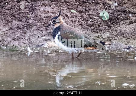 Lapwing, Marsh Farm Country Park, South Woodham Ferrers, Essex, Großbritannien Stockfoto