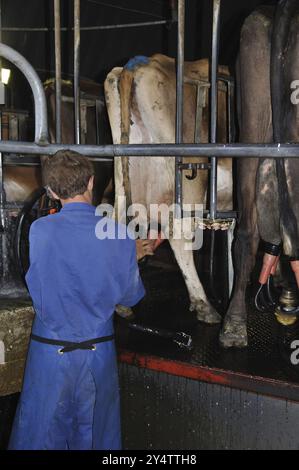 Ein Mann, der eine Milchkuh in der Melkstube einer Drehmilcherei in Westküste, Neuseeland, Ozeanien begibt Stockfoto