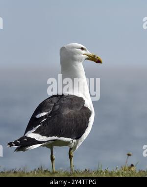 Seetang-Möwe (Larus dominicanus), auch bekannt als Dominikanische Möwe, fotografiert in Südafrika Stockfoto