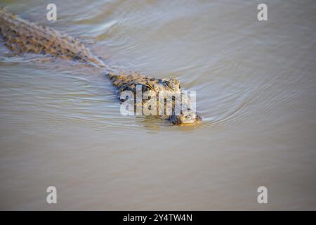 Brillenkaiman (Caiman crocodilius) Panatanal Brasilien Stockfoto