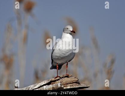 Ein Möwenvogel, fotografiert in Südafrika Stockfoto