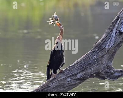 Ein afrikanischer Darter an einem See in Südafrika Stockfoto