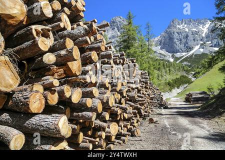 Gehällte Bäume auf einem Wanderweg in Ramsau am Dachstein. Wald auf einem Bergweg bei ramsau am dachstein, österreich Stockfoto