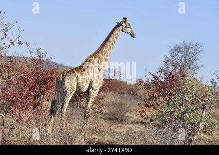 Männliche Giraffe mit Kampfnarben am Hals im Buschveld von Kruger Park, Südafrika, Afrika Stockfoto