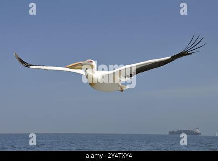 Pelikan fliegt tief über dem Meer in Walvis Bay, Namibia, Afrika Stockfoto