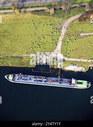 Lastkahn auf einer Wiese mit Schafen, Scharfe, Herde, Schiff, Schifffahrt, kanal, Luftaufnahme, Übersicht Stockfoto
