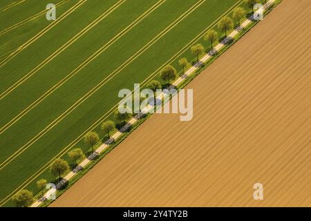 Landstraße zwischen zwei Feldern Stockfoto