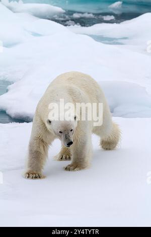 Adulte männliche Eisbär (Ursus maritimus) auf mehrjährigen Eisschollen im Franz-Josef-Land, Russland, Arktischer Ozean. Stockfoto