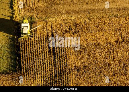 Maisernte auf einem Feld in der Nähe von Haltern Stockfoto