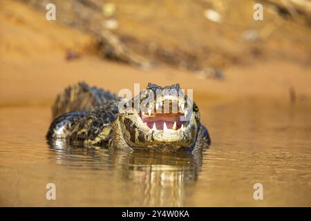 Brillenkaiman (Caiman crocodilius) Panatanal Brasilien Stockfoto