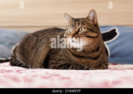 Porträt einer Hauskatze auf dem Bett Stockfoto