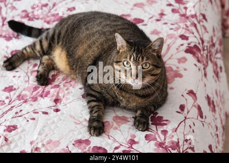 Hauskatze auf dem Bett und Übergewicht schaut in die Kamera Stockfoto