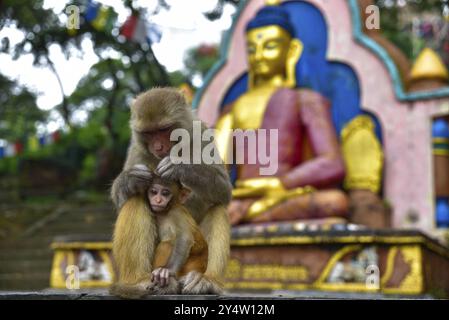 Affen im Swayambhu, Affentempel, in Kathmandu, Nepal, Asien Stockfoto