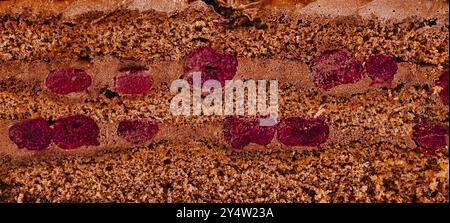 Nahaufnahme eines Schokoladenkuchens mit Kuchenschichten und Füllung für ein köstliches visuelles Erlebnis Stockfoto