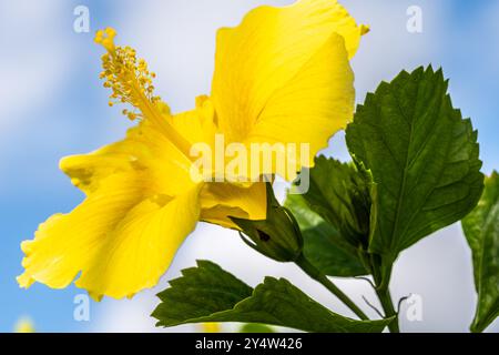 Wunderschöne gelbe Hibiskusblüte in Clermont, Florida. (USA) Stockfoto