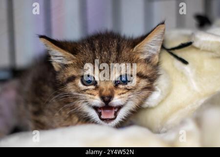 Eine detaillierte Ansicht eines Kätzchens mit offenem Mund, Whiskern und Schnauze, typisch für kleine bis mittelgroße Katzen, wie z. B. kurzhaarige Hauskatzen im Stockfoto