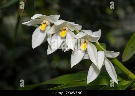 Camaridium ochroleucum weisse Orchideen in Blüte Stockfoto