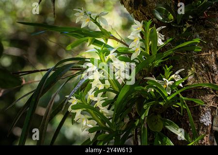 Camaridium ochroleucum weisse Orchideen in Blüte Stockfoto