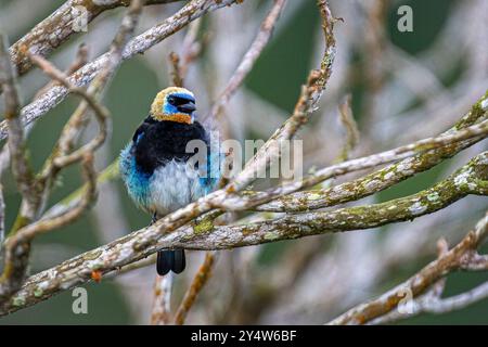 Tanager Stilpnia larvata mit goldener Kapuze Stockfoto