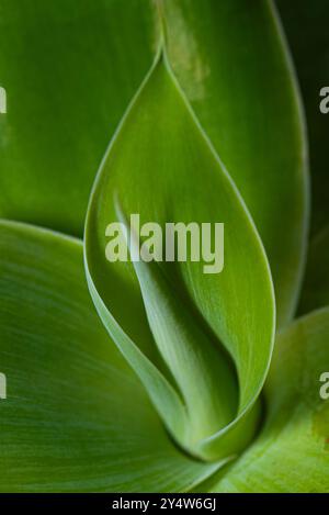 Agave Attenuata Nahaufnahme - Century Plant Stockfoto