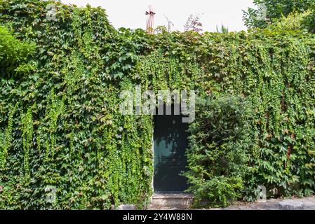 Paris, Frankreich 09.10.2024. Eine Mauer und eine wunderschöne grüne Tür, die mit Efeu und Glyzinien in Montmartre bewachsen ist. Stockfoto