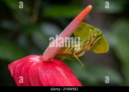 Nahaufnahme des Blattmantis-Makros Stockfoto