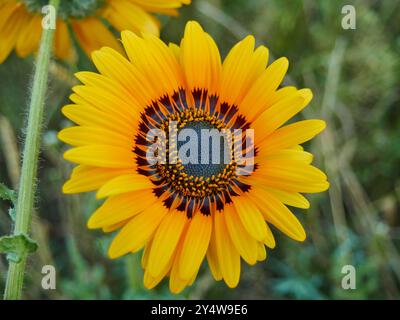 Dimorphotheca ecklonis, auch bekannt als Cape marguerite, afrikanische Gänseblümchen, Van Staden's River Gänseblümchen, sonntags River Gänseblümchen, weißer Gänseblümchenstrauch, blau-weiß Stockfoto