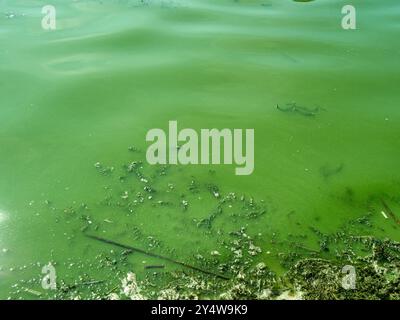 Algen, Blaualgen im Seewasser Stockfoto