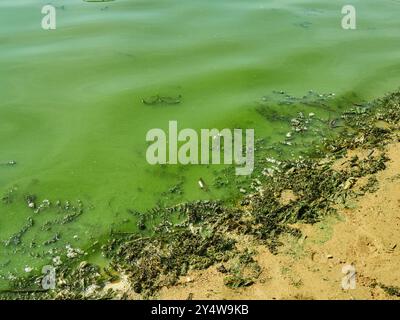 Algen, Blaualgen im Seewasser Stockfoto