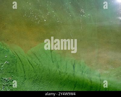 Algen, Blaualgen im Seewasser Stockfoto