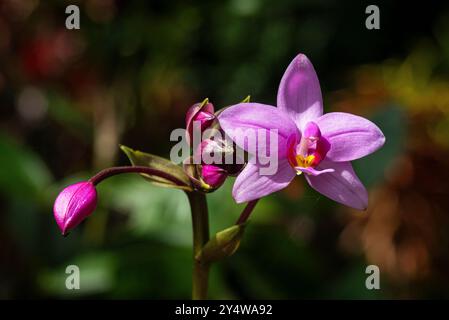 Spathoglottis plicata rosa Ground Orchidee Stockfoto