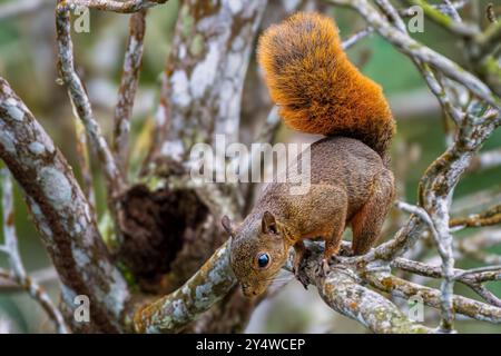 Rotschwanzhörnchen in einem Baum Stockfoto