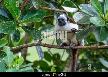 Geoffroys Tamarin ist klein in einem Baum und passt auf Stockfoto