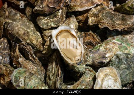 Frische lebende Austern verschiedener Größen in der Markthalle, die zum Mittagessen gegessen werden können, aus nächster Nähe, aus Austernzuchtdorf, Arcachon Bay, Gujan-Mestras, Bor Stockfoto