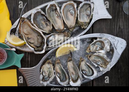 Essen von frischen lebenden Austern mit Zitrone und Brot im Farmcafé im Austerndorf Arcachon bassin, Gujan-Mestras Hafen, Bordeaux, Fran Stockfoto