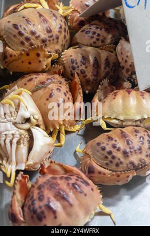 Auswahl an frischen Meeresfrüchten, täglichen Fängen von Cangrejo-roten Krebsen auf dem Fischmarkt in Jerez de la Frontera, Andalusien, Spanien Stockfoto