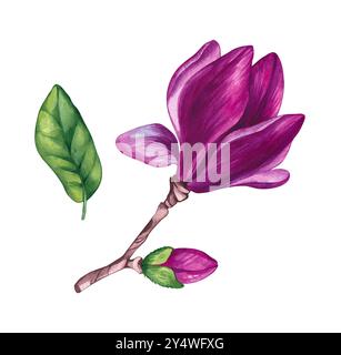 Aquarell-botanische Magnolien handgezeichnete Blumen Stockfoto