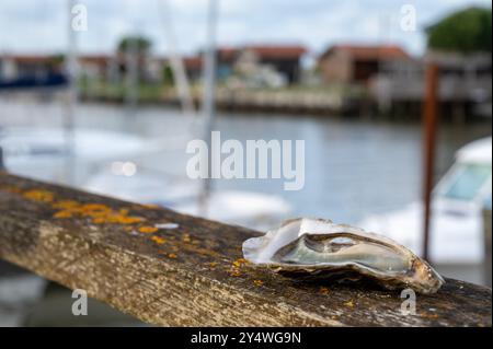 Essen von frischen lebenden Austern mit Zitrone und Brot im Farmcafé im Austerndorf, mit Blick auf Boote und Wasser der Bucht von Arcachon, Gujan Stockfoto