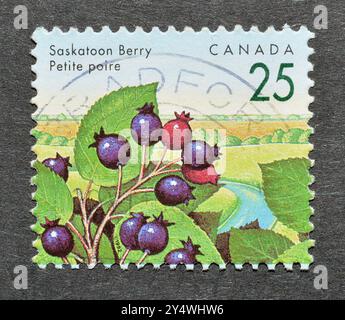 Gestempelte Briefmarke von Kanada, die Saskatoon Berry (Amelanchier alnifolia) zeigt, um 1992. Stockfoto