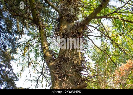 Stamm des Gleditsia-Baumes. Da sind große Dornen auf dem Stamm. Gleditsia triacanthos. Stockfoto