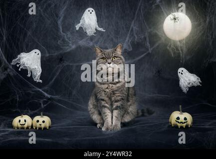 Niedliche fette schottische gerade Katze Halloween Hintergrund mit Spinnweben. Halloween-Katze, Geister, Kürbisse und glühender Mond auf einem dunkelblauen Nachthintergrund. Stockfoto